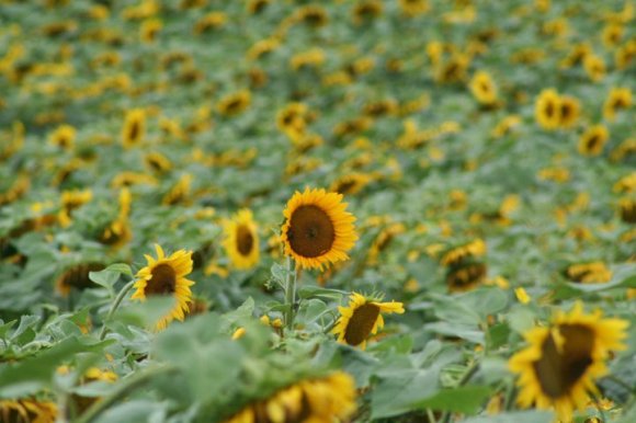 Sunflowerbanner